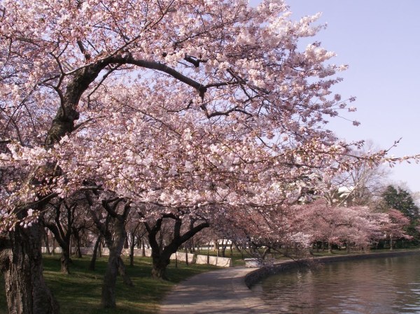CherryBlossomsDC
